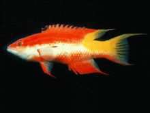 Κούβα tricolor Long