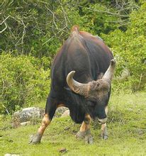 Ινδική bison