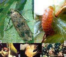 Κόκκινο καμπάνα Gelechiidae