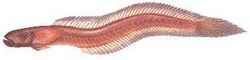 Red Spike goby