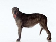 Ιρλανδικό Wolfhound