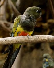 Παταγονίας Conure