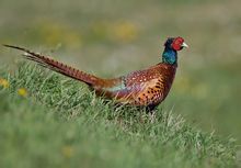Pheasant