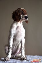 Irish Setter