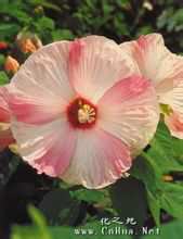 Big Flower Hibiscus moscheutos