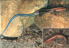 Blue-ουρά Skink