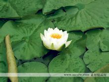 Jade Lotus