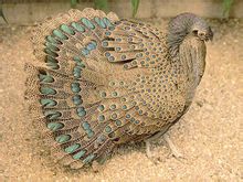 Γκρι Peacock Φασιανός