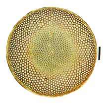 Janome Coscinodiscus