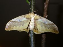 Σκώρος Silk