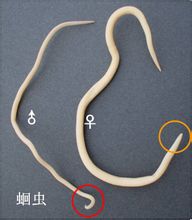 Roundworms