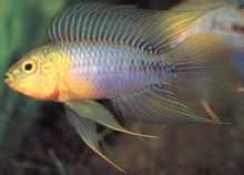 Spots σύντομο snapper