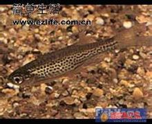 Leopard Zebra