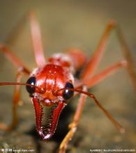 Red Ant