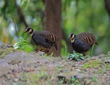 Ταϊβάν Partridge