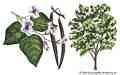 Azusa: Bignoniaceae φυτών