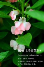 Impatiens