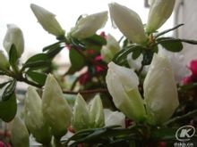 Λευκό Azalea