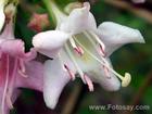Weigela γένους
