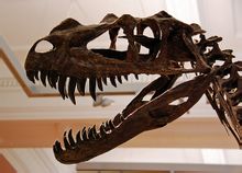 Γωνία Guanlong