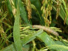 Armyworm