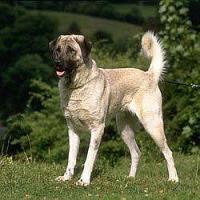 Anna Σχήμα Shepherd