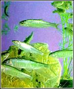 Whitefish ουρά των οστών