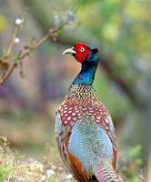 Phasianidae