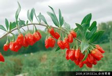 Wolfberry