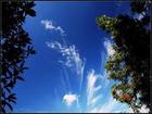 Μάο cirrus