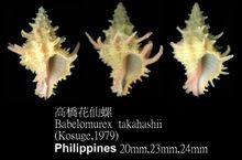 Takahashi Flower Fairy Lo
