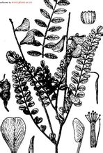 Κενταύριο το Hedysarum