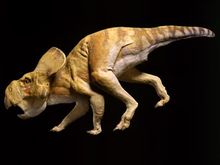 Ceratopsian