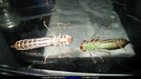 Odonata προνύμφες