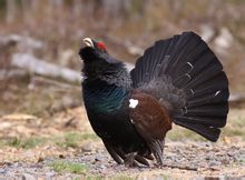 Grouse