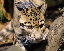 Καλυμμένο Leopard