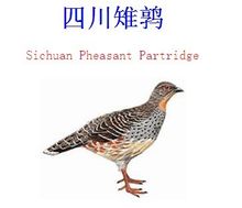 Sichuan ορτύκια φασιανός