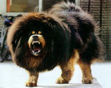 Θιβέτ Mastiff