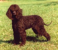 Irish Water Spaniel