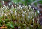 Γένος Polytrichum