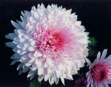 Χρυσάνθεμο: Chrysanthemum κεφάλι Asteraceae πολυετής πόα