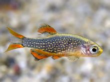 Zebrafish