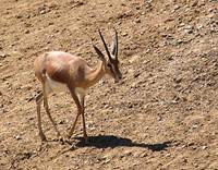 Gazelle ελαφάκι
