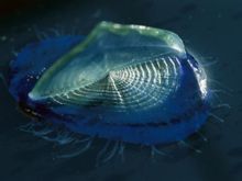 Sail Jellyfish