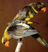 Σκούρο Lory