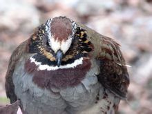 Λευκό μάγουλα Partridge