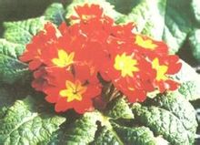Primula περισσότερα
