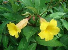 Allamanda