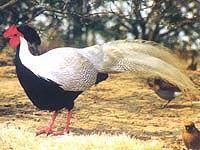Galliformes