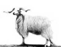Euler πρόβατα